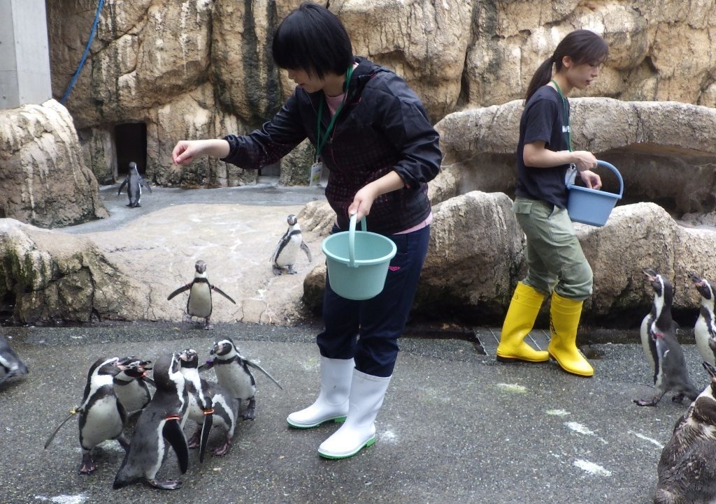 長崎ペンギン水族館 大人の一日飼育係 参加者募集 海と日本project In ながさき