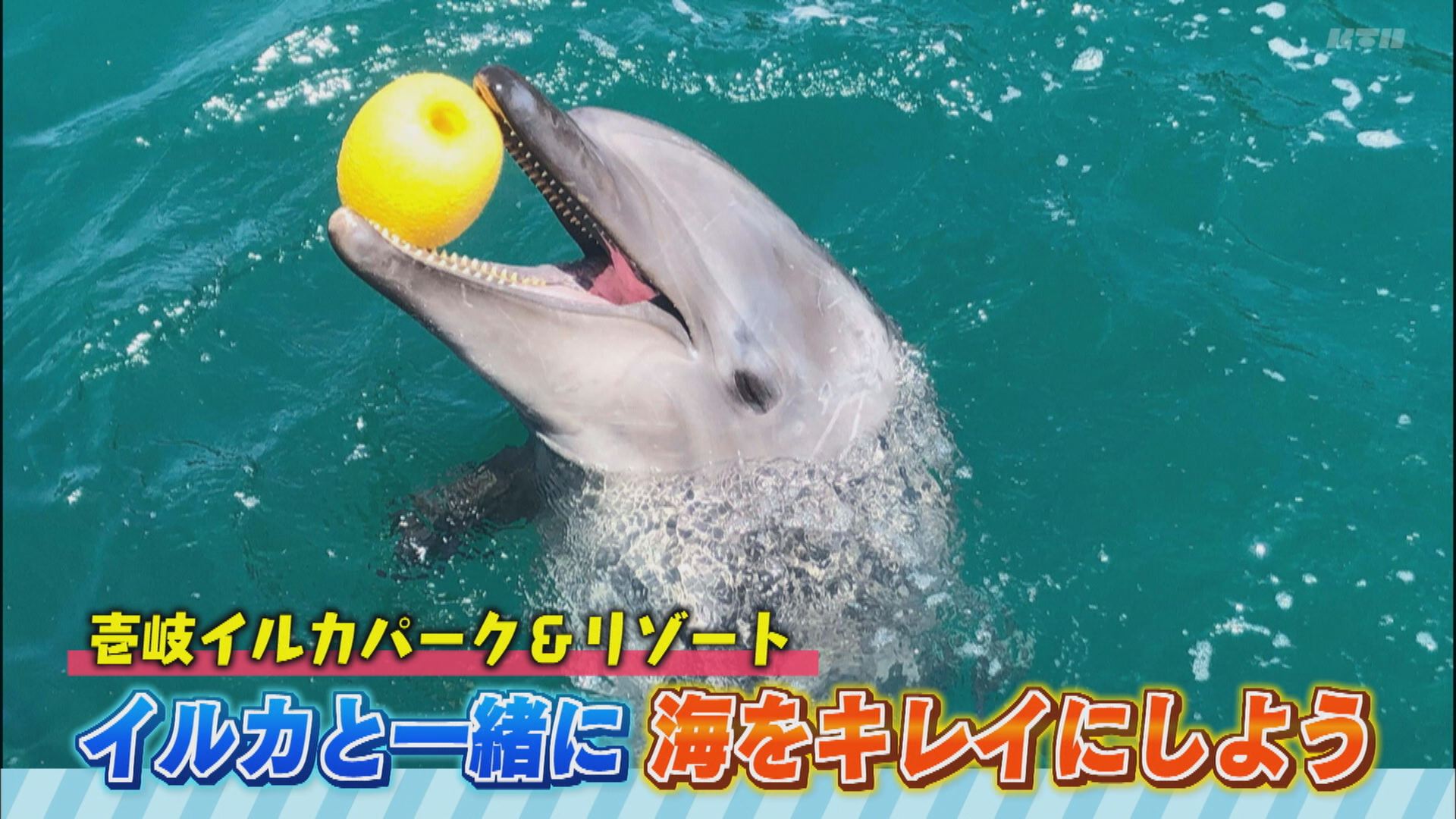 ヨジマル イルカと一緒に海をきれいにしよう 海と日本project In ながさき