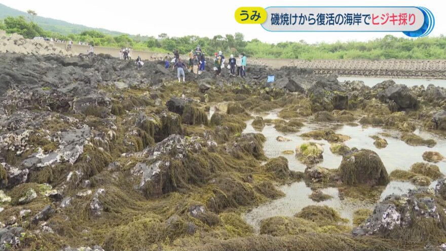 中学生がヒジキ採り体験【長崎・五島市】