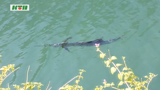 長崎県美術館近くの水路で「カジキ」！？【長崎市】