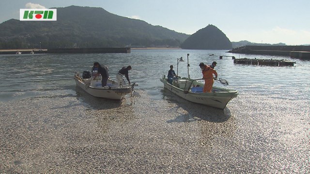 数万匹にのぼる…漁業者などがイワシの死がいを回収開始【長崎県】